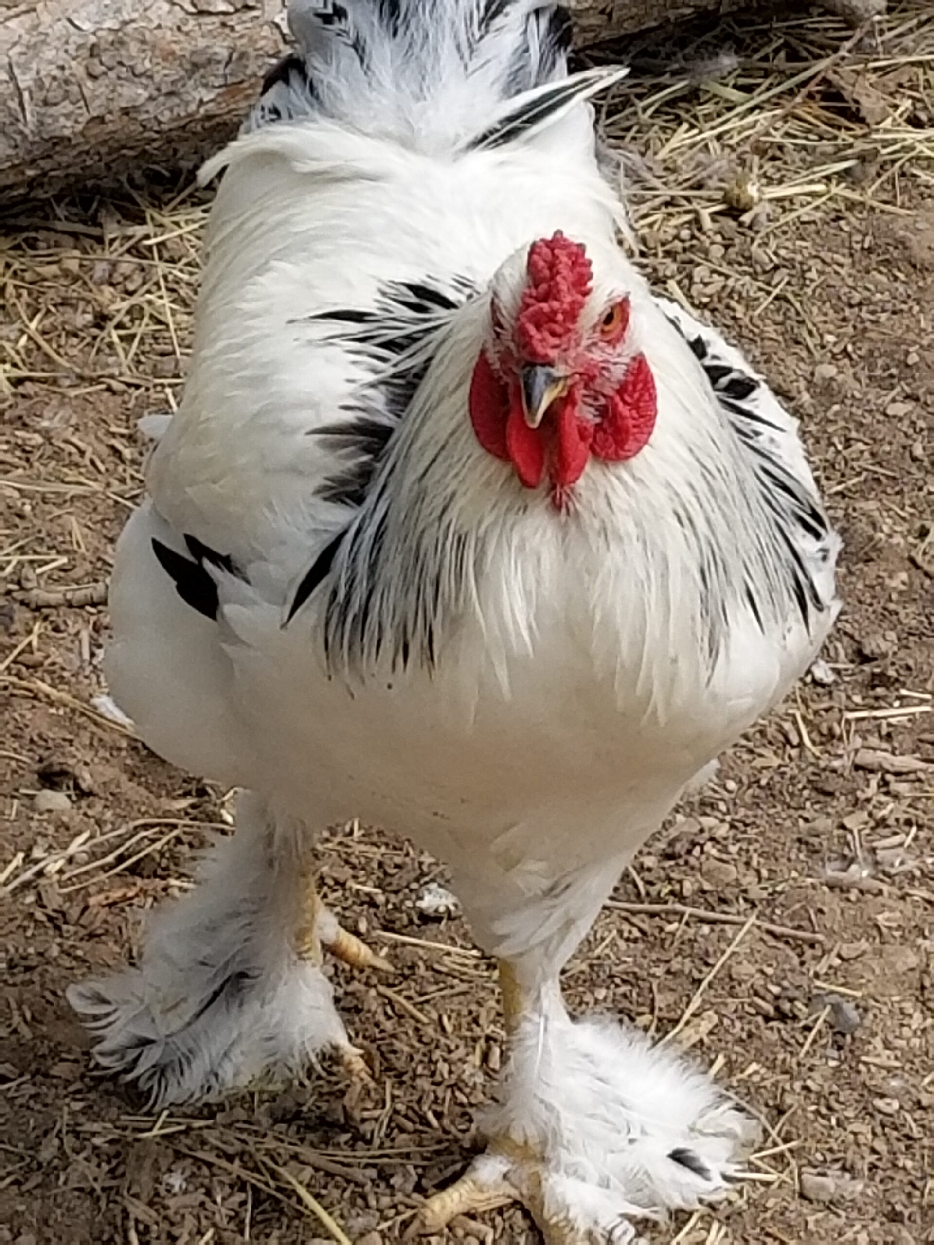 picture of a white brahma rooster
