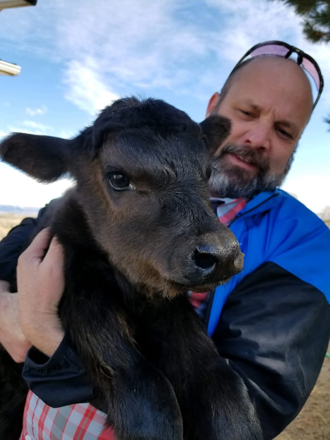 man holding calf raised for meat