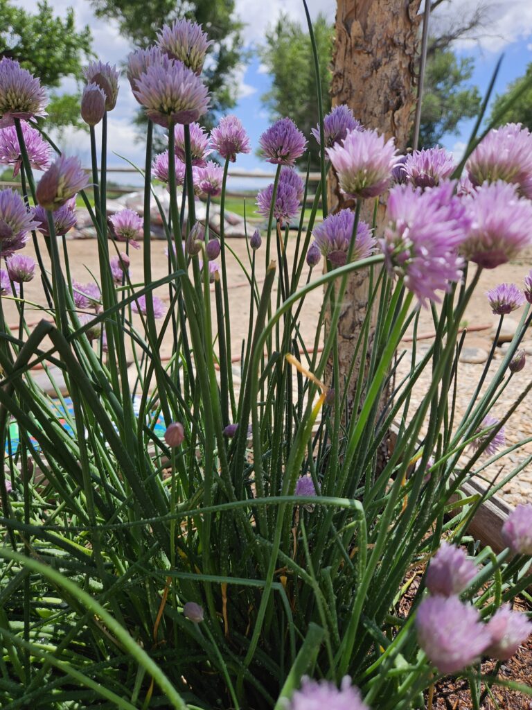 picture of chives before picking from garden