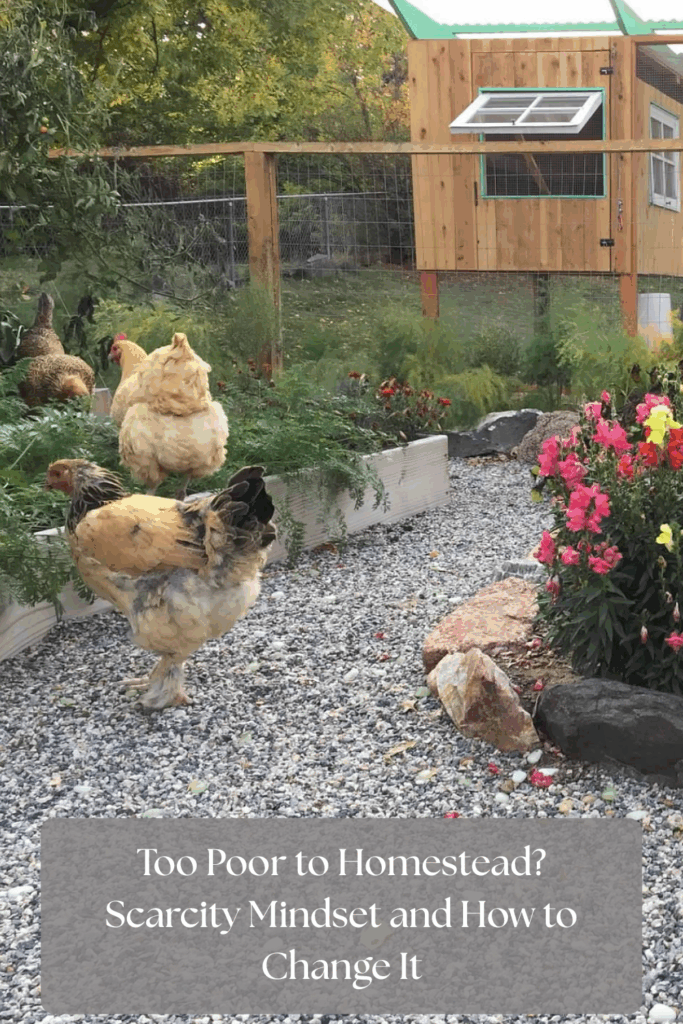 Chickens in a suburban garden with chicken coop in background