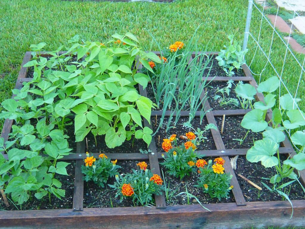 example of a square foot gardening box with a trellis
