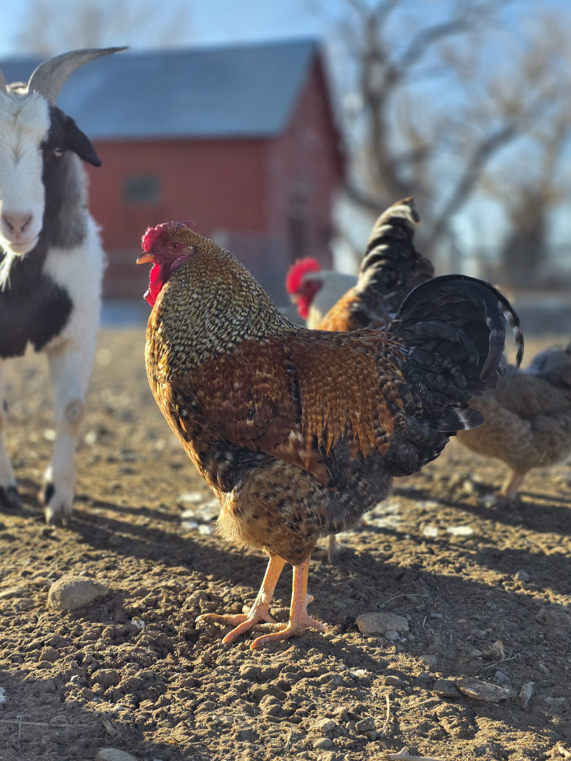rooster by barn and beside goat