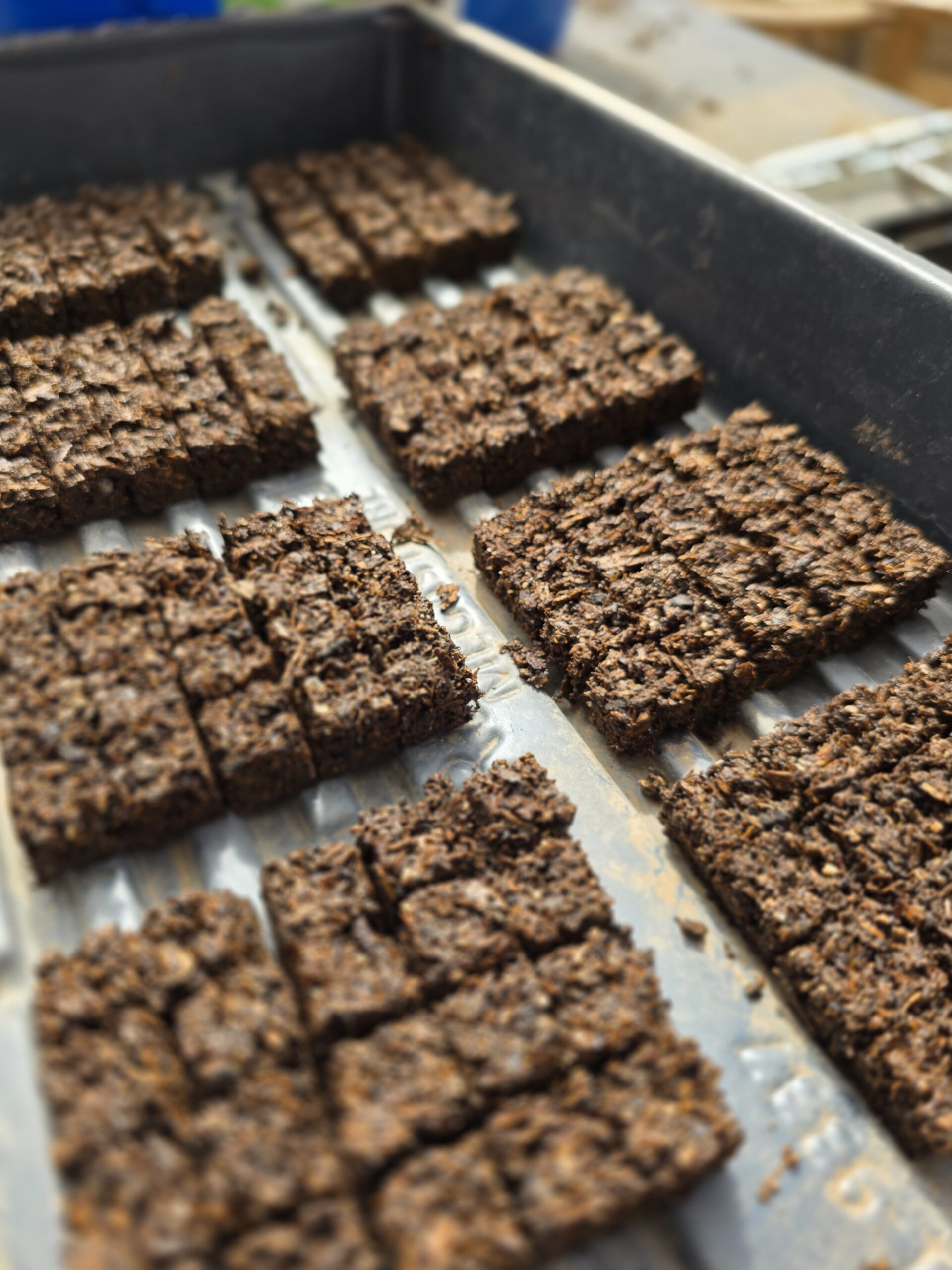 8 20 cell soil blocks ready for seed planting in a tray