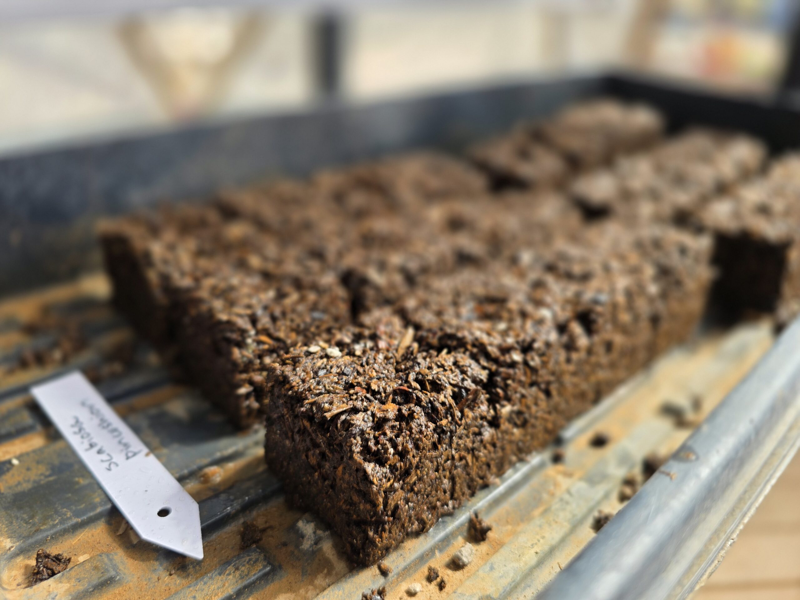 soil blocks made from a 4 cell soil blocker all sitting in a garden tray