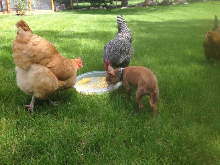 hens eating corn outside with a chihuahua