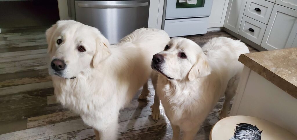 picture of two Colorado mountain dogs