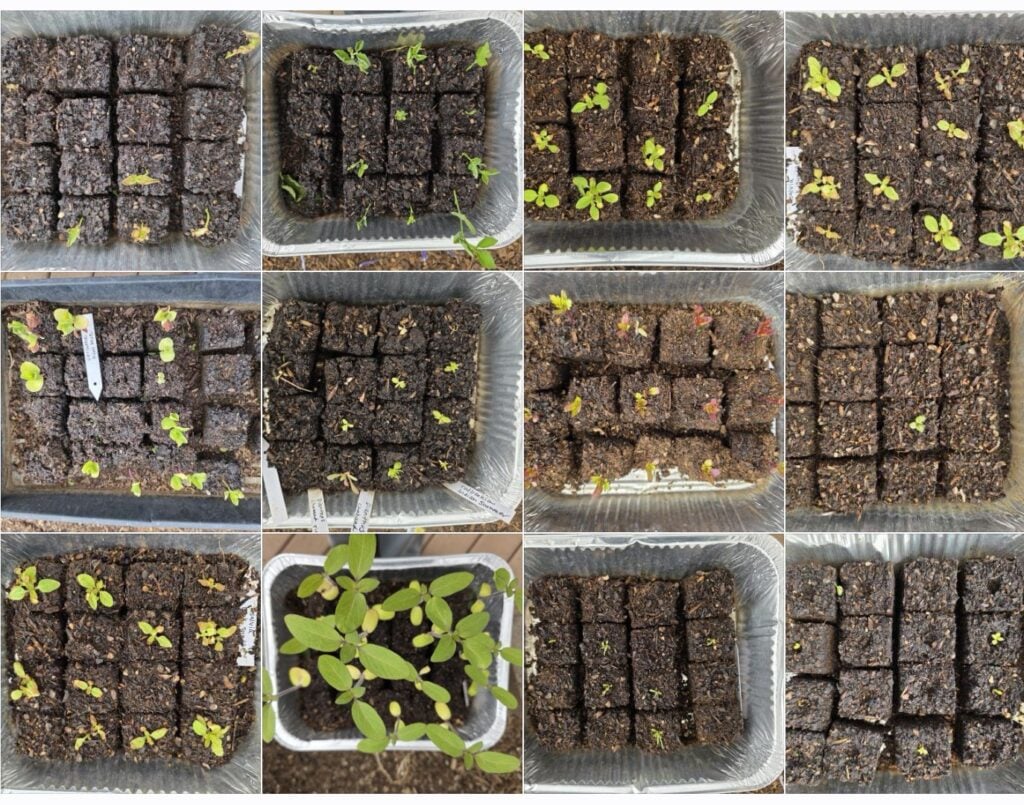 picture of soil blocking being used to grow flowers