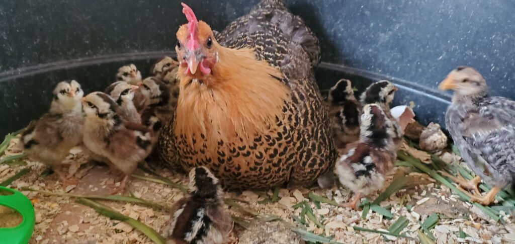 mama hen with her baby chicks