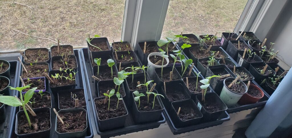 veggies being grown in a windowsill