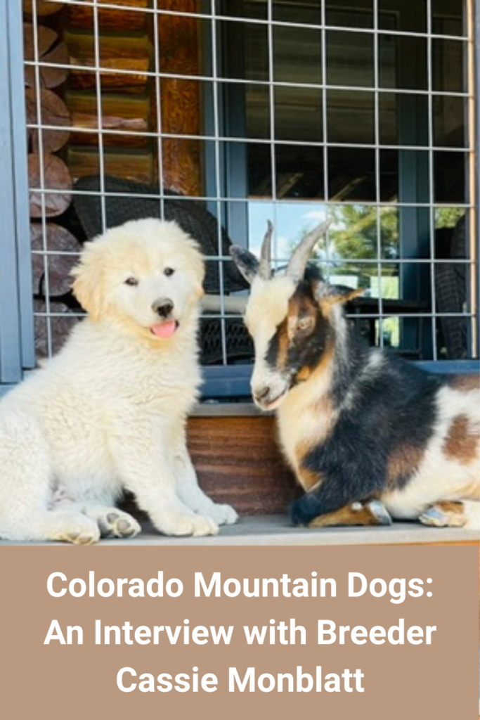 Colorado Mountain Dogs An Interview with Breeder Cassie Monblatt