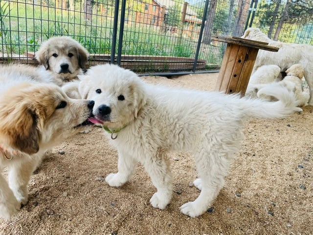 Colorado Mountain Dog pups