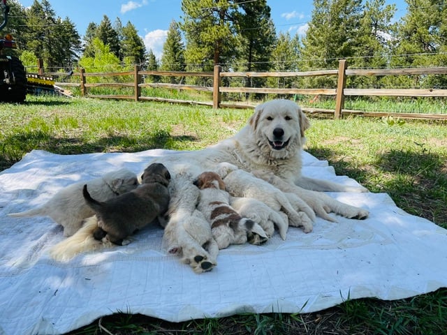 A Colorado Mountain Dog mama with her pups