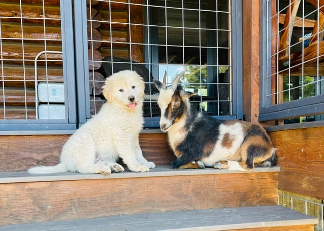 A Colorado Mountain Dog sitting with a goat